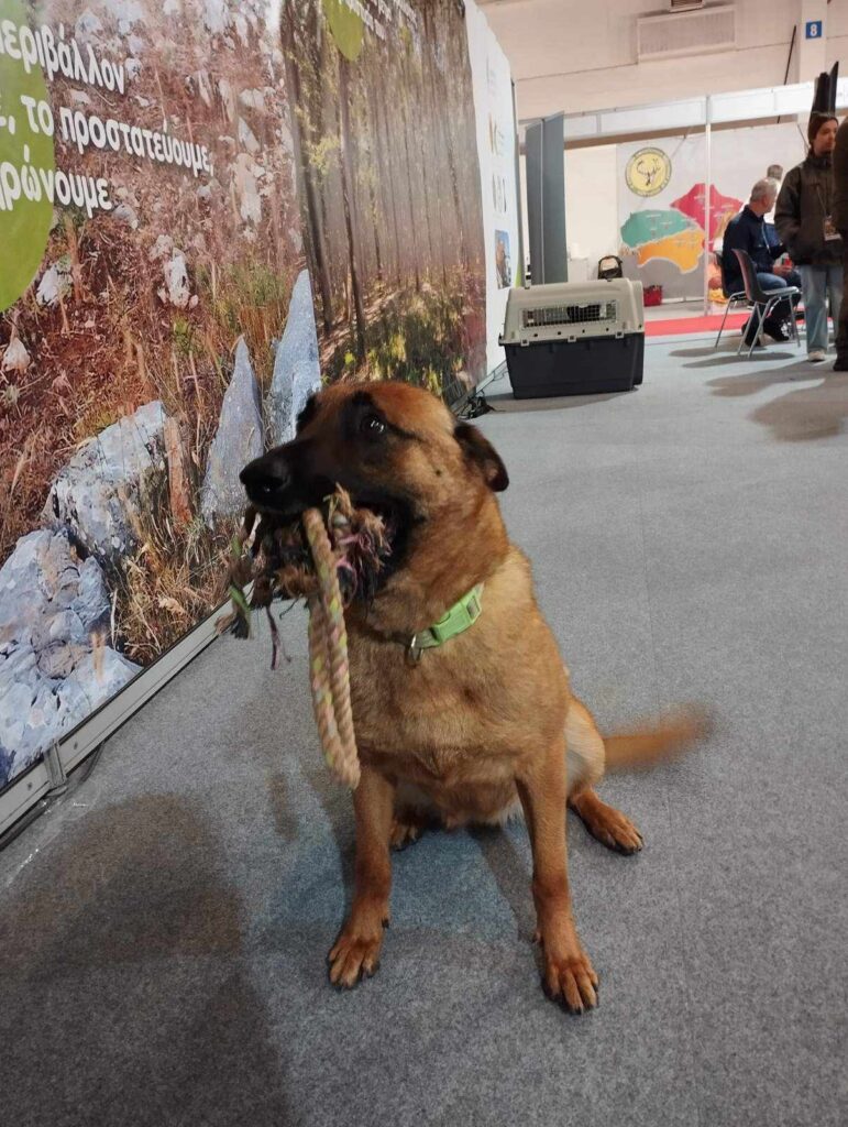 Σκύλοι ανίχνευσης δηλητηριασμένων δολωμάτων και στις Κυνηγετικές Συνομοσπονδίες