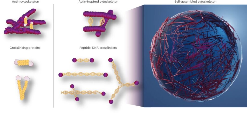 ΗΠΑ: Επιστήμονες δημιούργησαν συνθετικά κύτταρα που μοιάζουν και λειτουργούν όπως τα ανθρώπινα