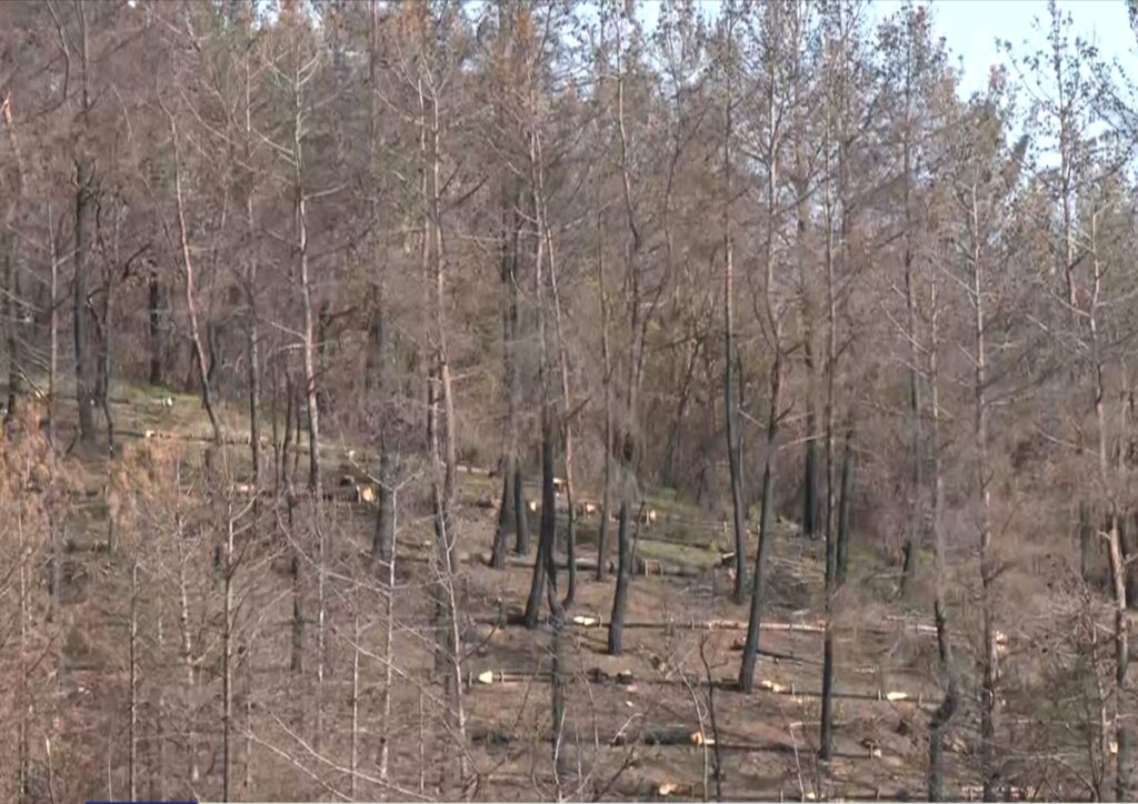 Δαδιά: Ελπίδες αναγέννησης του δάσους ένα χρόνο μετά την καταστροφική φωτιά – Εμφανίστηκαν τα πρώτα δενδρύλλια